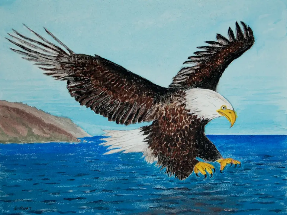 Bald eagle hunting fish