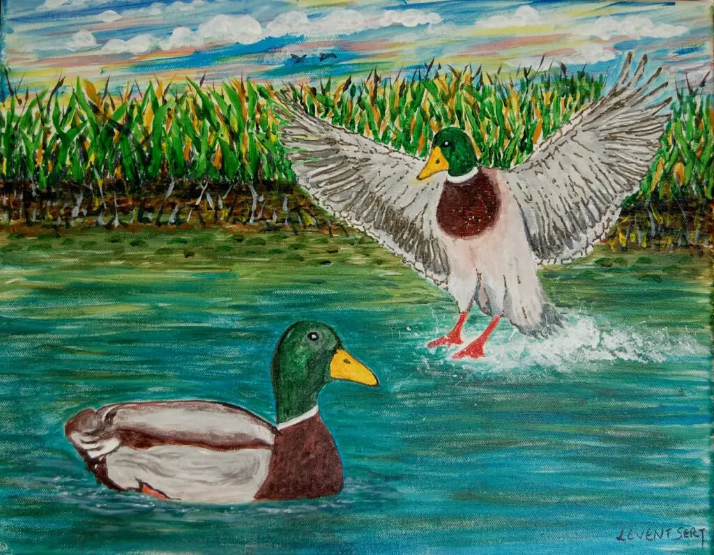 Duct pond with mallard ducks