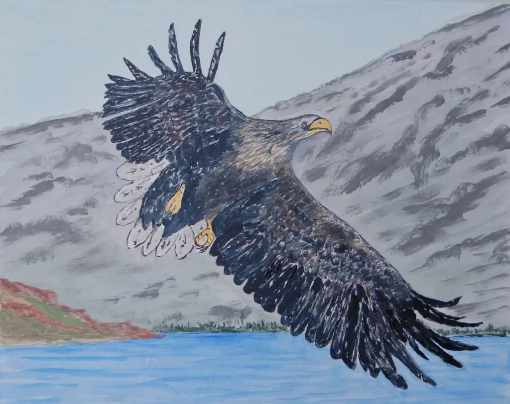 Sea Eagle Soaring